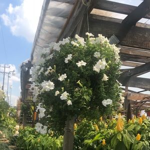 Meet your Posher, Lucy